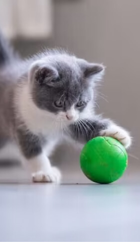 Gato Jugando Cooking