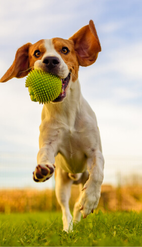 Perro Jugando Cooking